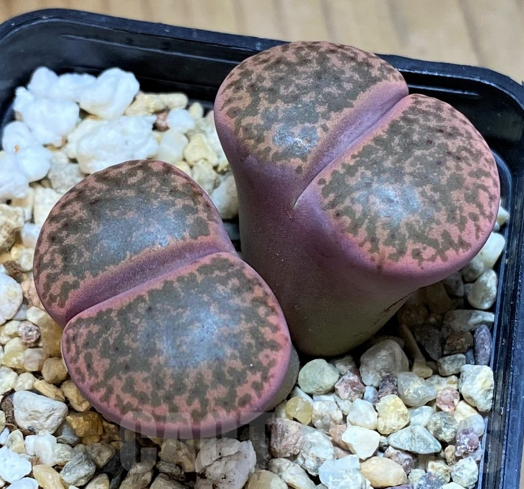 SH13632 Lithops bromfieldii v. glaudinae 'Embers' C393A
