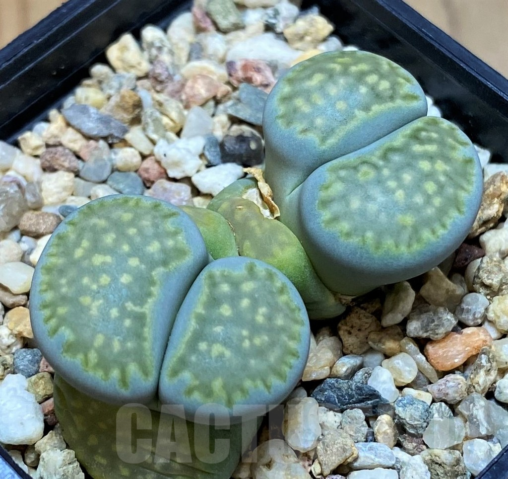 SH13633 Lithops julii v. fulleri 'Fuller Green'