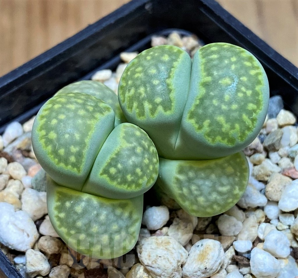 SH13634 Lithops julii v. fulleri 'Fuller Green'