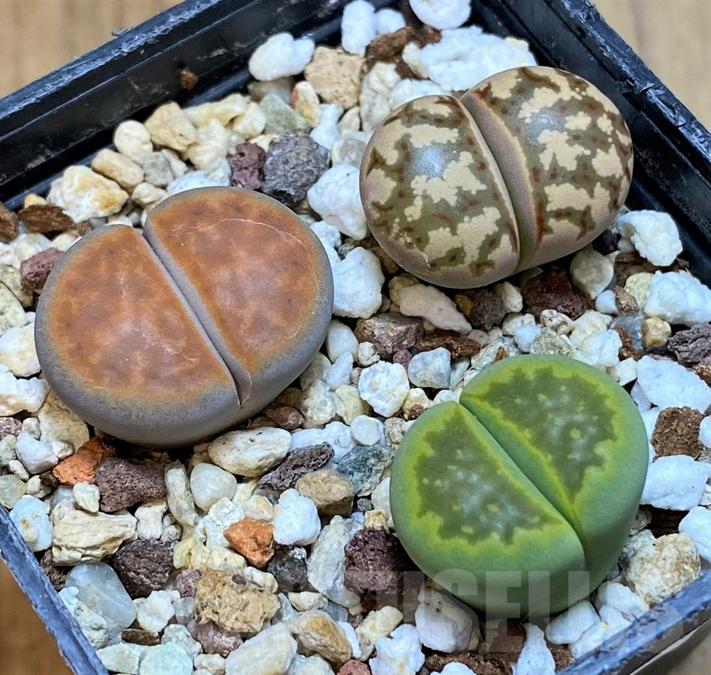 SH13635 Lithops mix