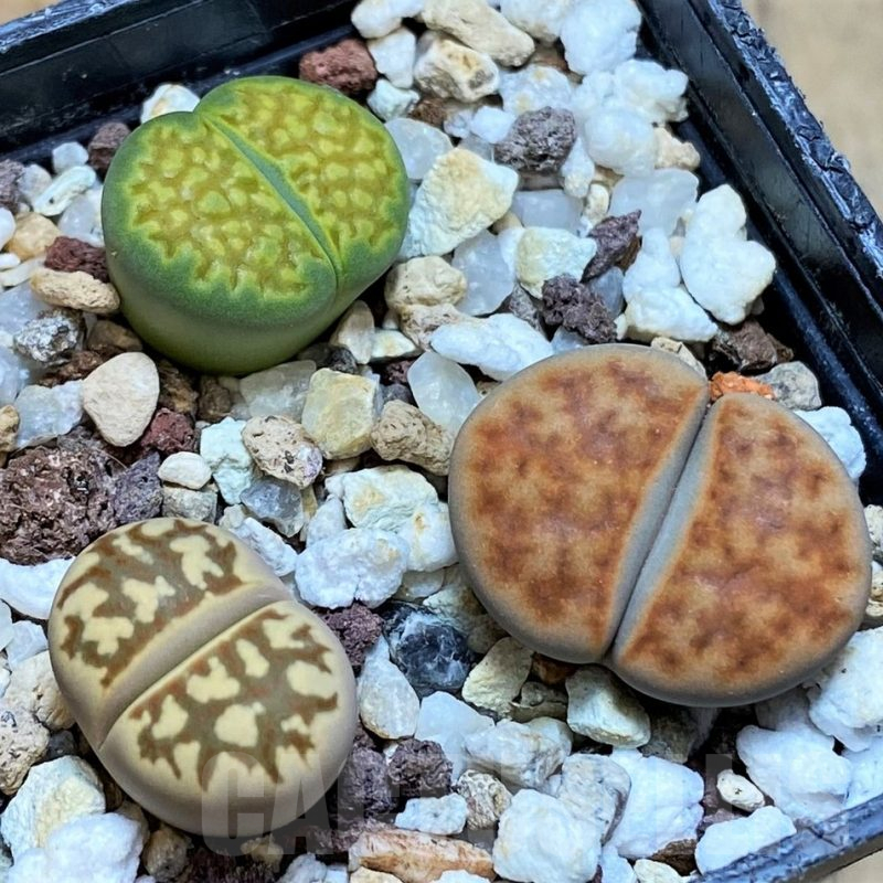 SH13636 Lithops mix
