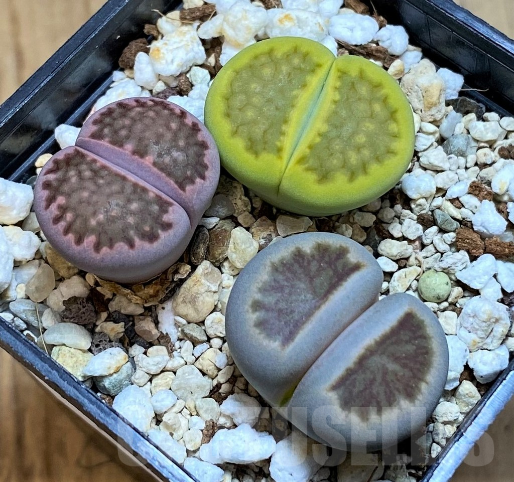 SH13637 Lithops mix