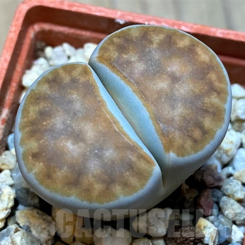 SH13638 Lithops karasmontana 'Lateritia'