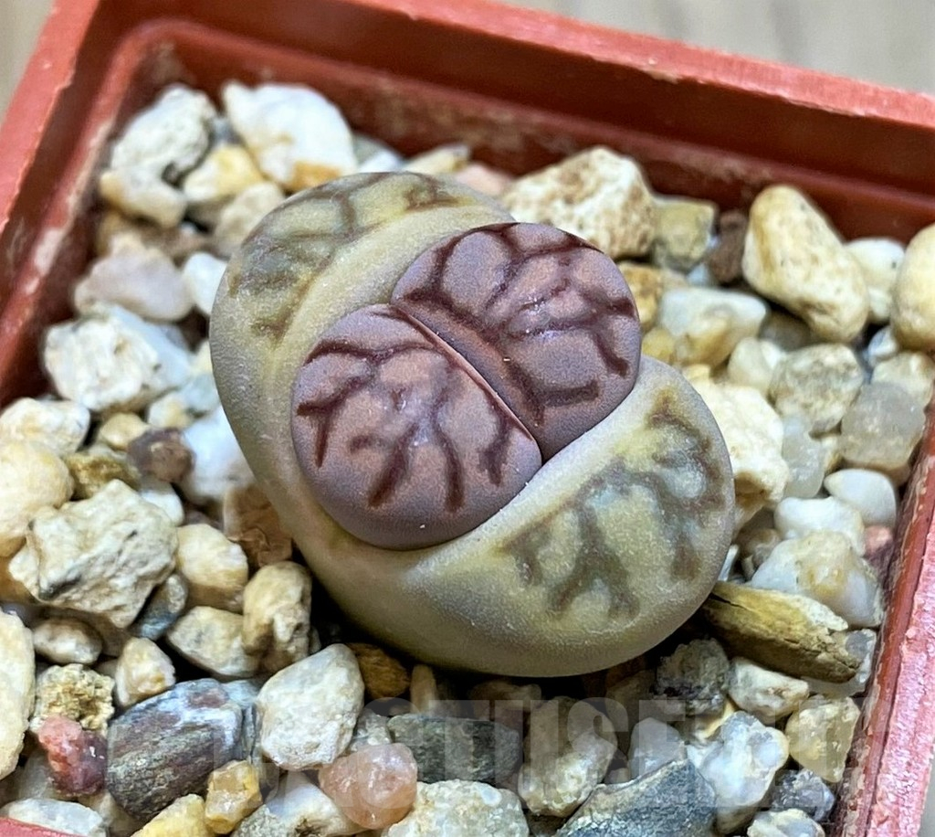 SH13639 Lithops julii ‘Kikushogyoku’