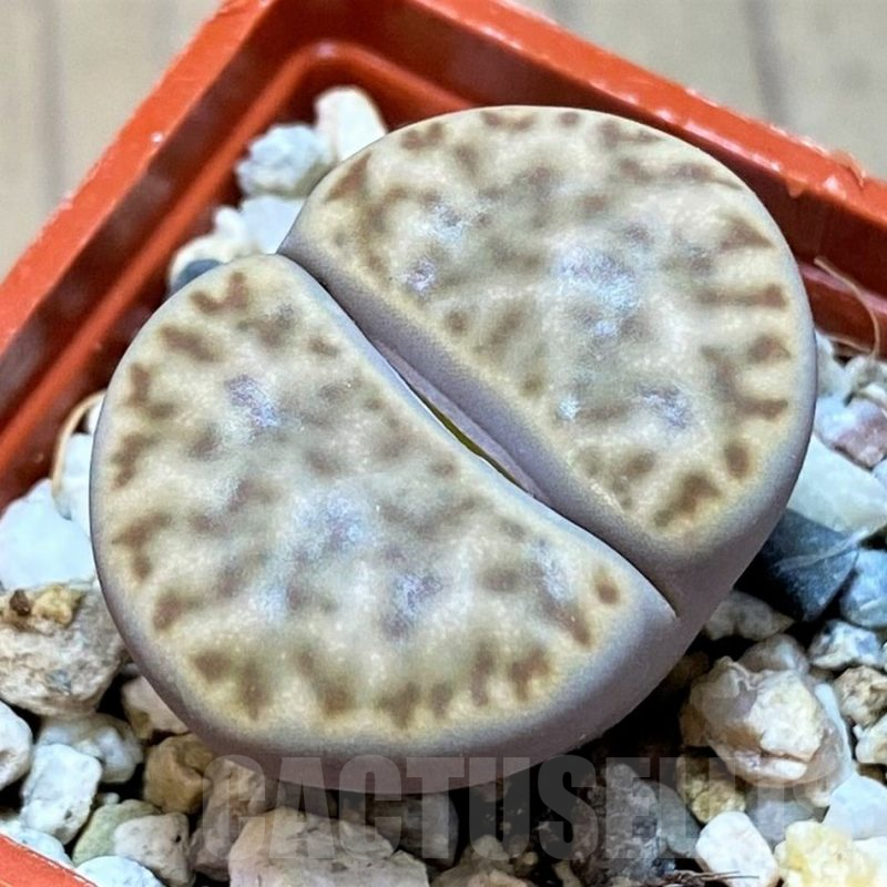 SH13640 Lithops bromfieldii F12 F Uab