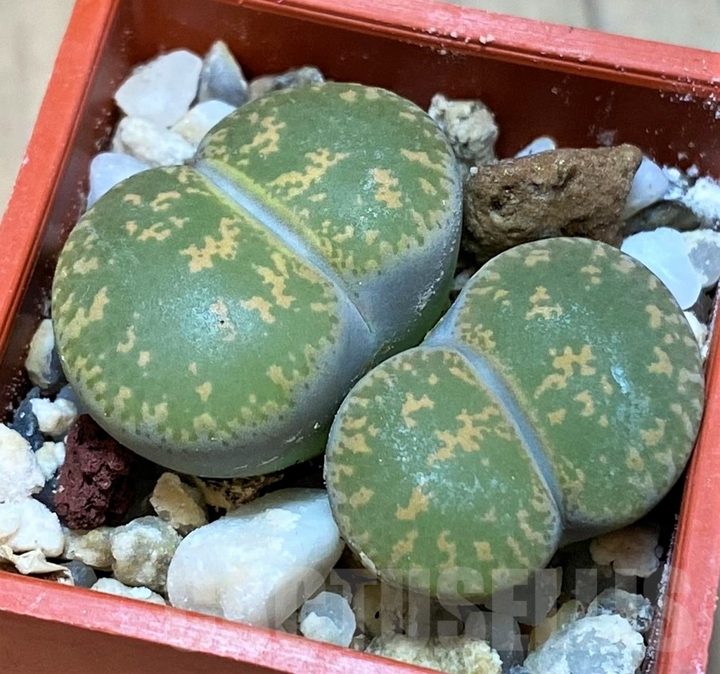 SH13641 Lithops lesliei f. pietersburg SH1627