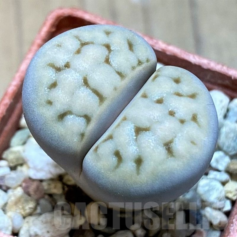 SH13642 Lithops karasmontana ssp. eberlanzii