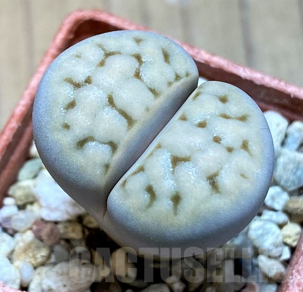 SH13642 Lithops karasmontana ssp. eberlanzii