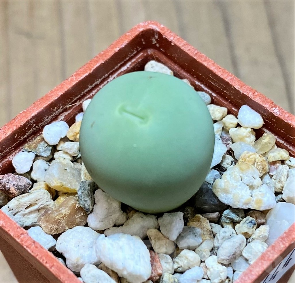 SH13644 Conophytum calculus