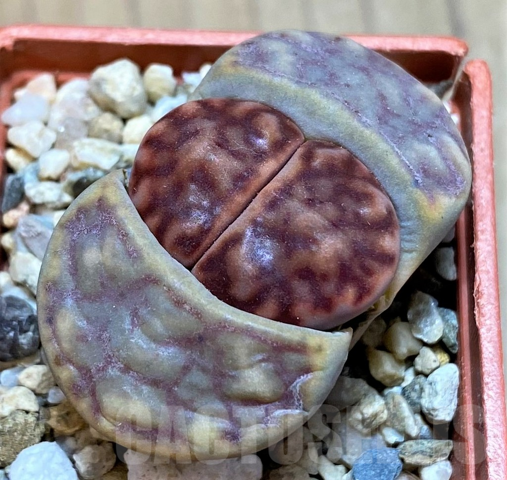 SH13645 Lithops bromfieldii C040