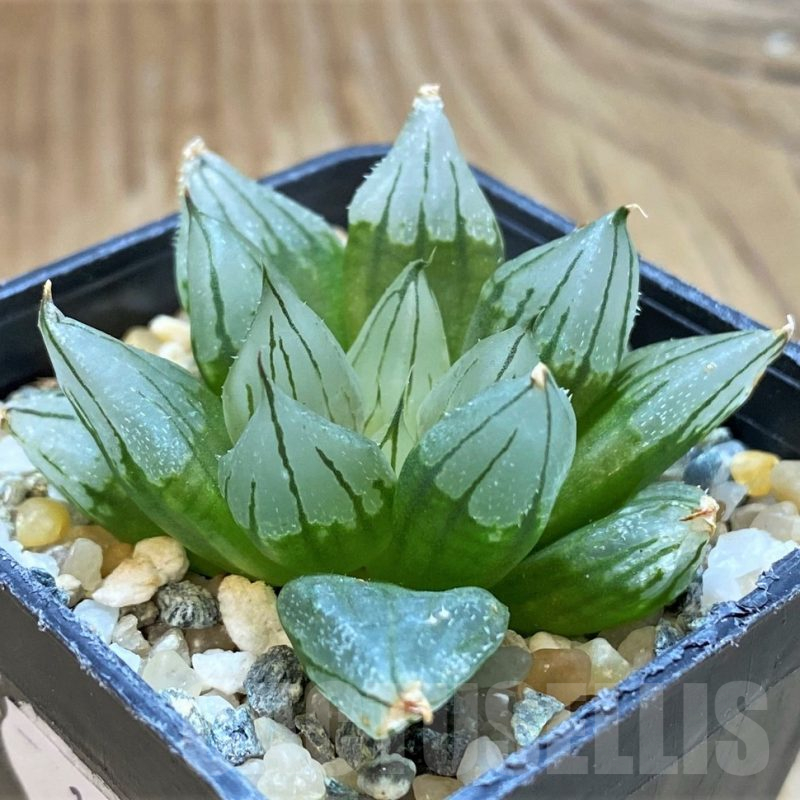 SH13783 Haworthia cooperi ‘West Asia Tsuen’