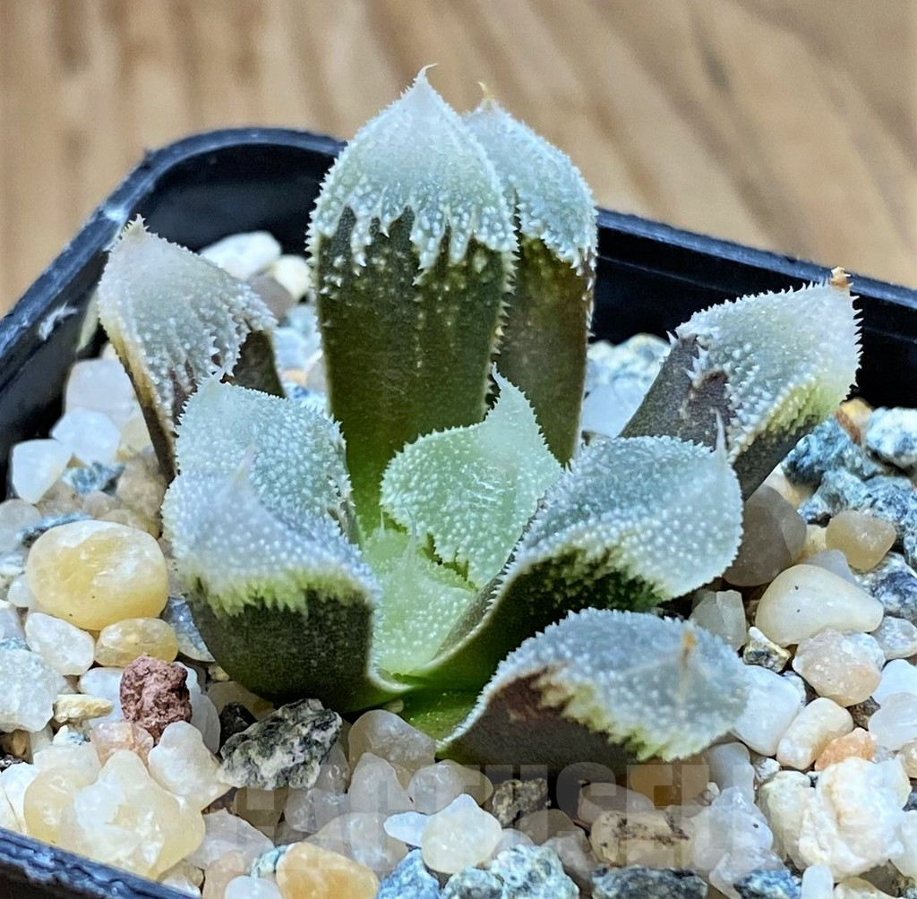 SH13785 Haworthia ‘Hakuteijyo’ mutant
