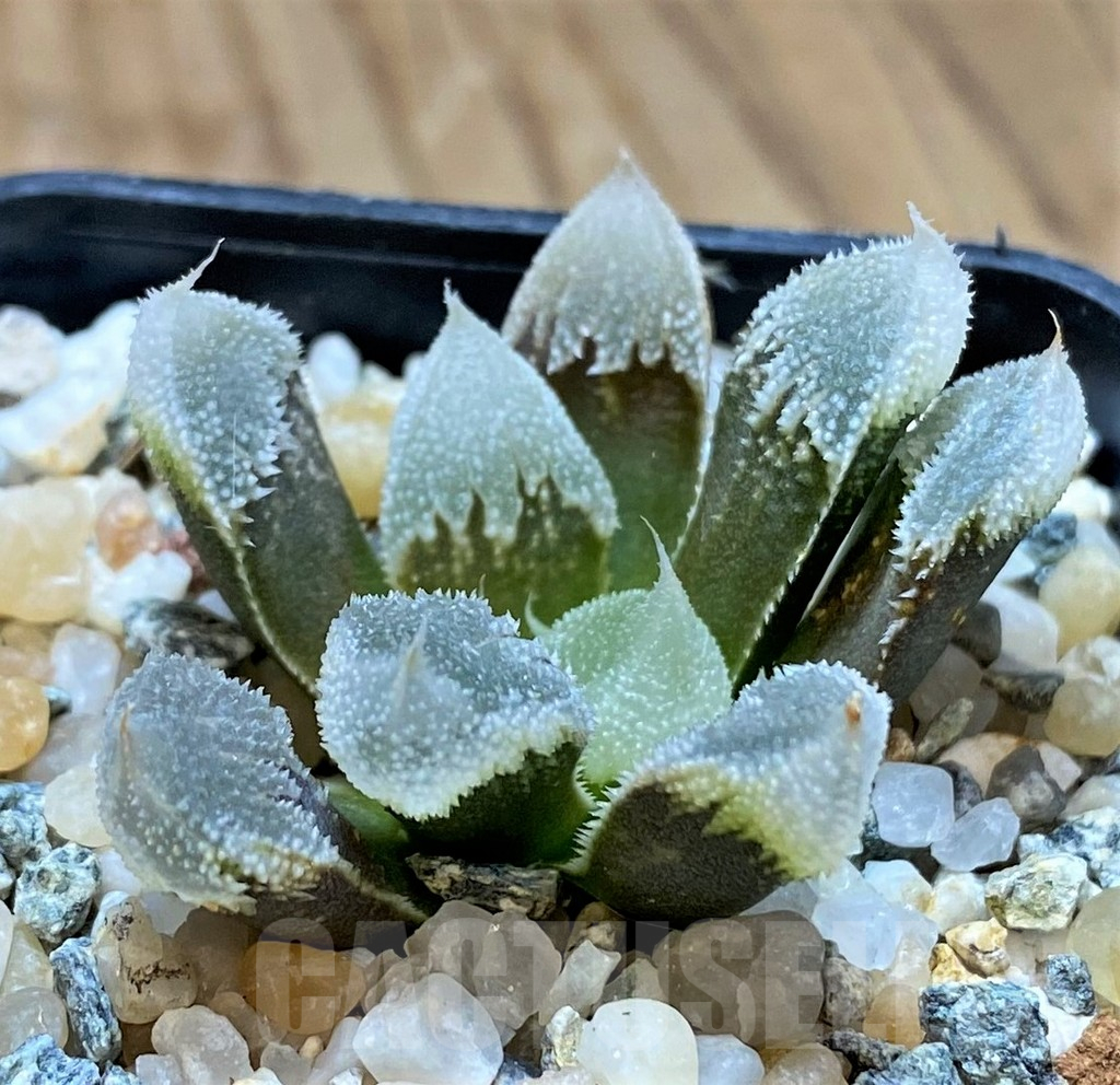 SH13785 Haworthia ‘Hakuteijyo’ mutant - Image 2