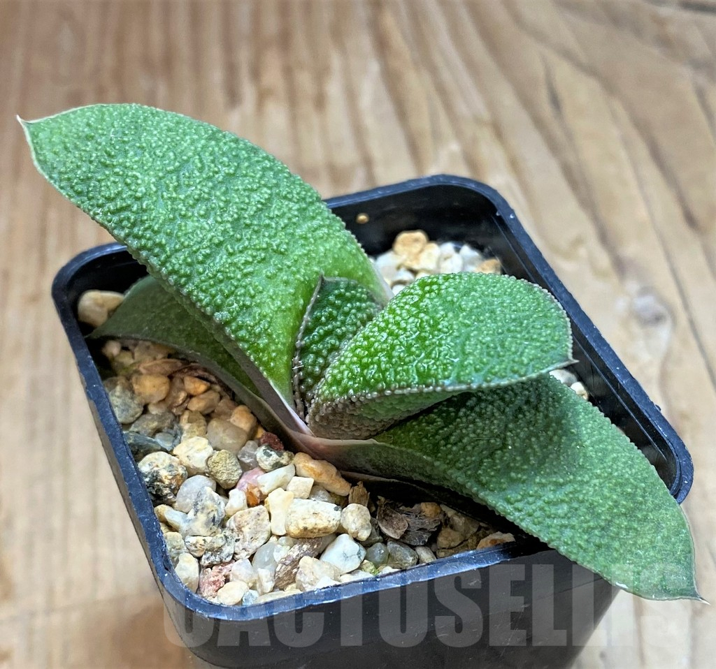 SH13752 Gasteria batesiana hybrid - immagine 2