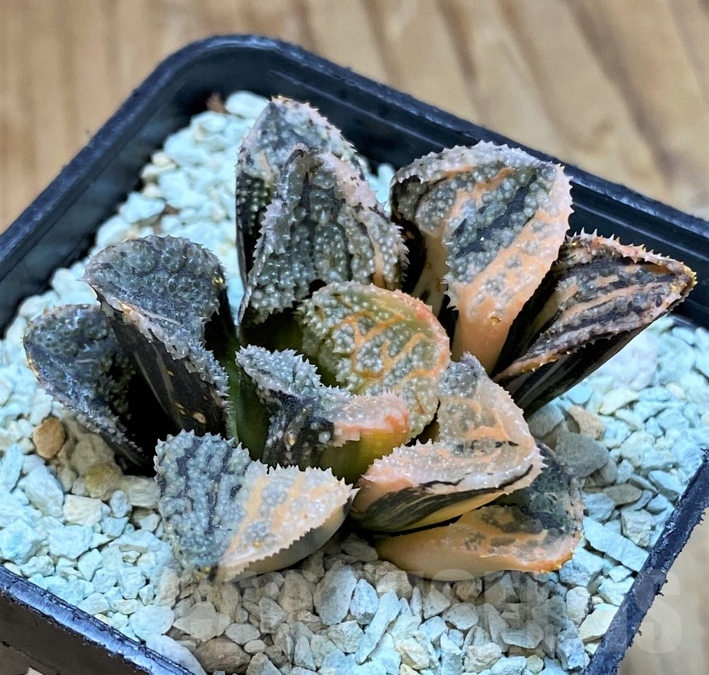 SH13787 Haworthia 'Mordor' f. variegata - Image 3