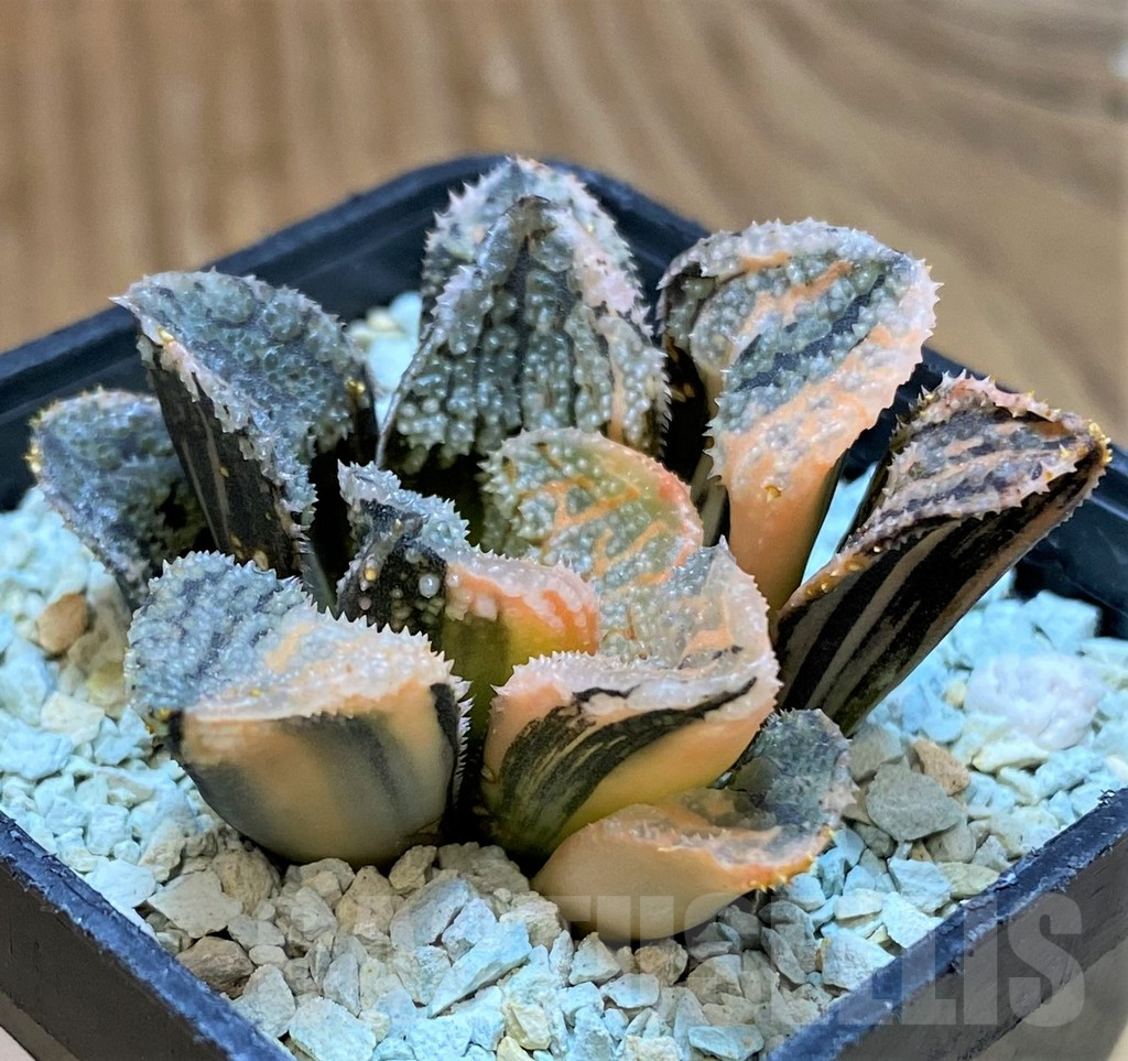 SH13787 Haworthia 'Mordor' f. variegata - Image 2