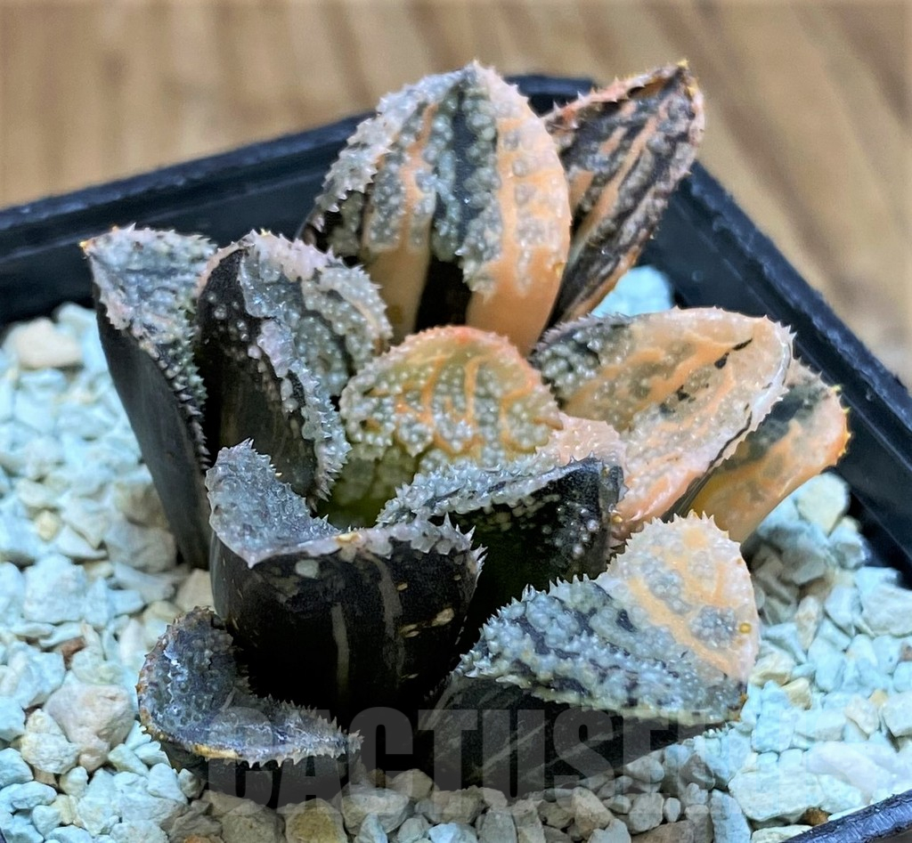 SH13787 Haworthia 'Mordor' f. variegata