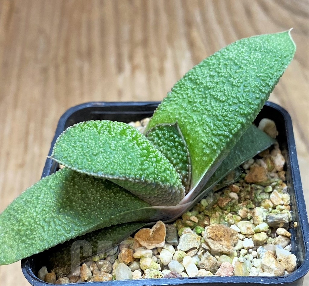 SH13752 Gasteria batesiana hybrid