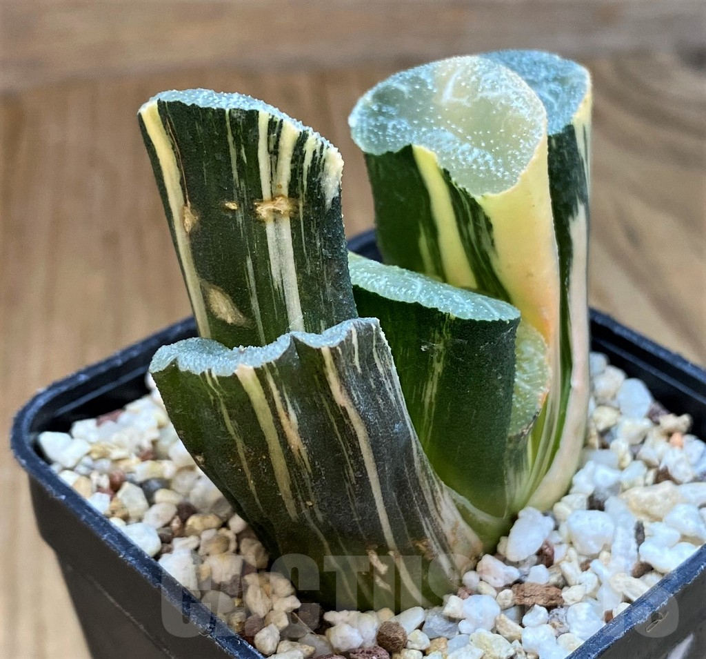 SH13788 Haworthia truncata f. variegata - immagine 3
