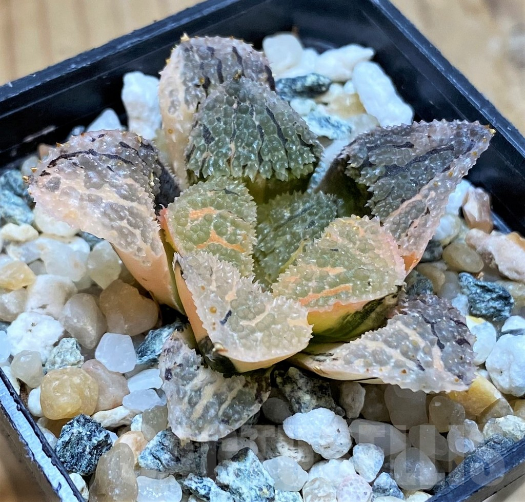 SH13789 Haworthia 'Mordor' f. variegata - immagine 2