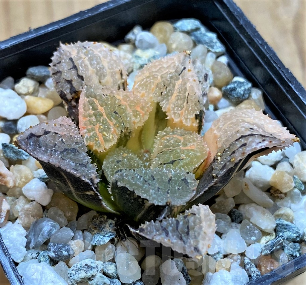SH13789 Haworthia 'Mordor' f. variegata