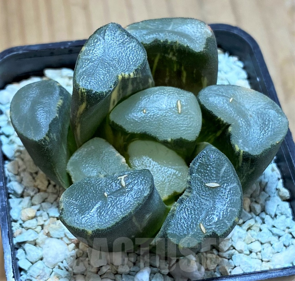 SH13790 Haworthia maughanii f. variegata - Obrázek 2