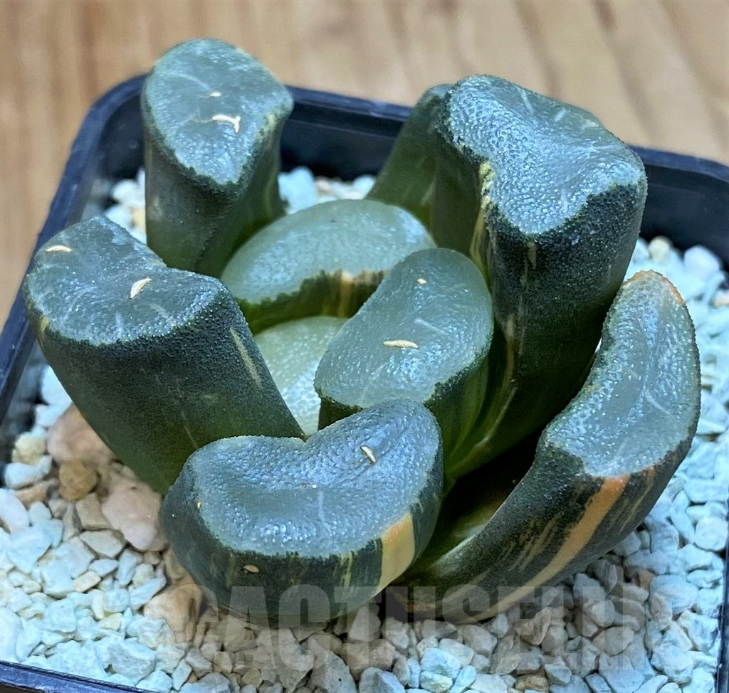 SH13790 Haworthia maughanii f. variegata