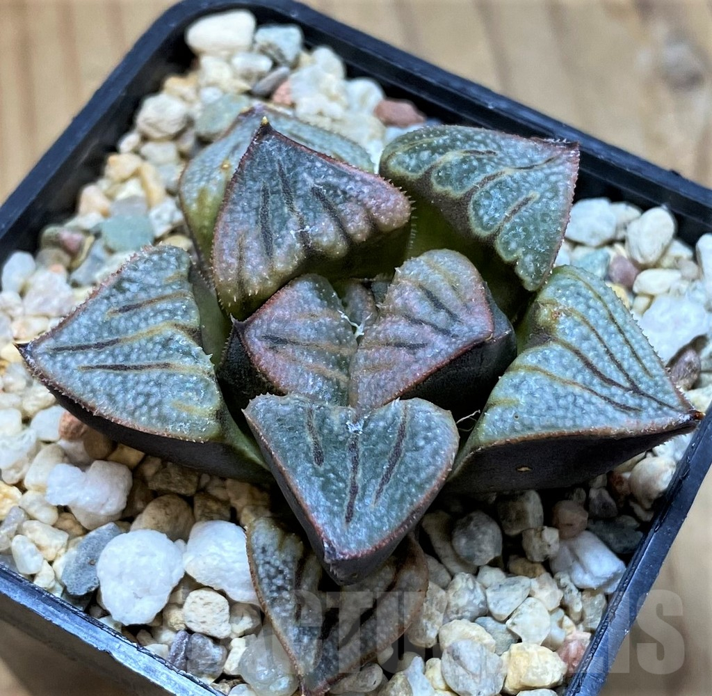 SH13792 Haworthia splendens 'Aries' - Image 2
