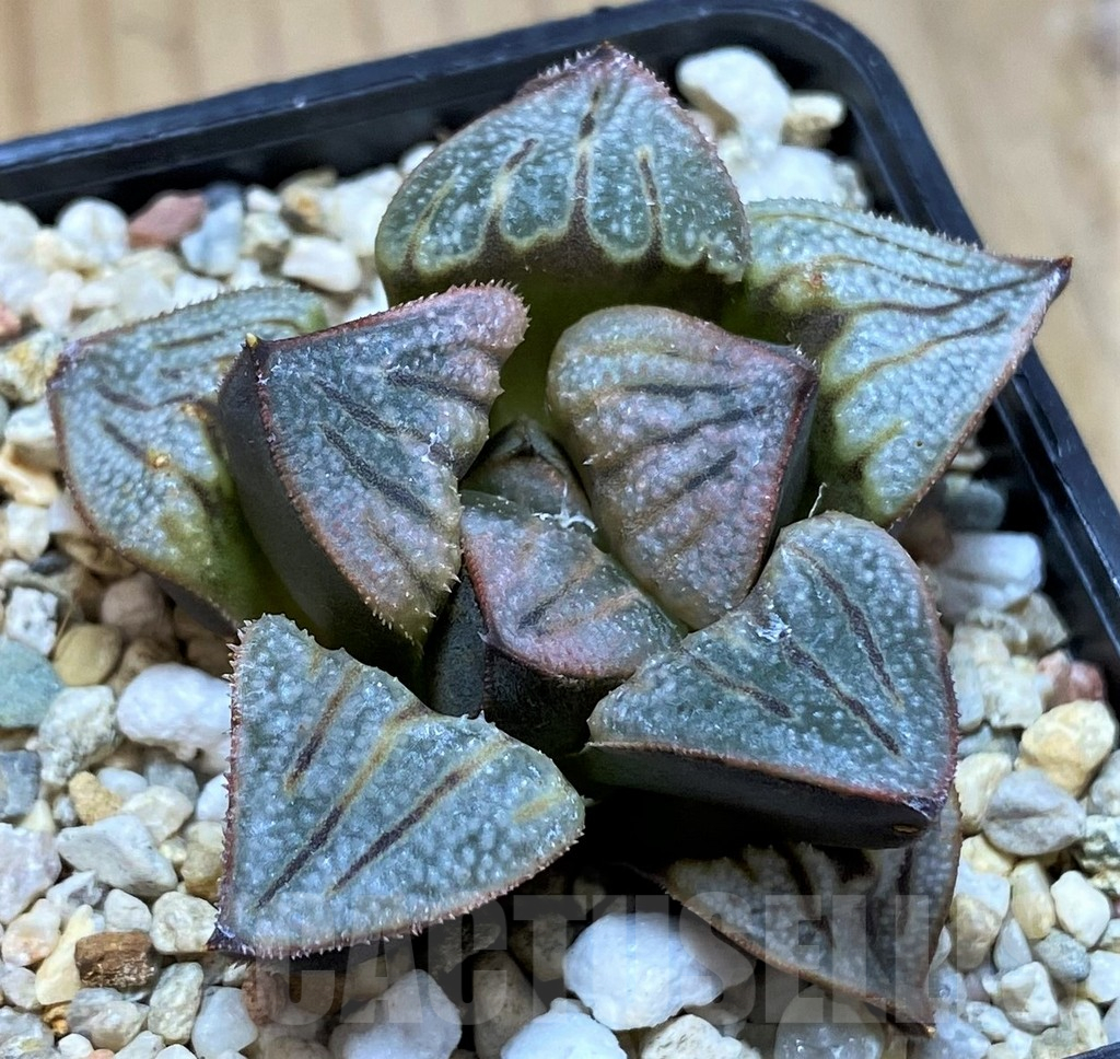 SH13792 Haworthia splendens 'Aries'