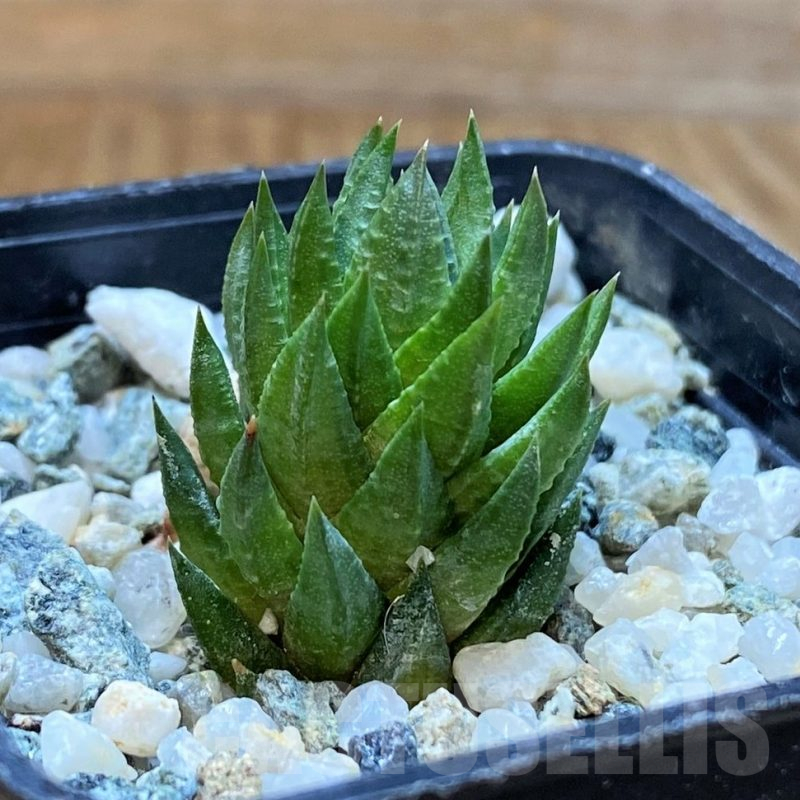 SH13795 Haworthia glauca v. herrei