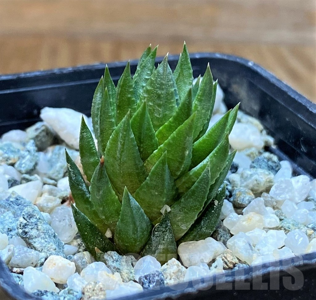 SH13795 Haworthia glauca v. herrei