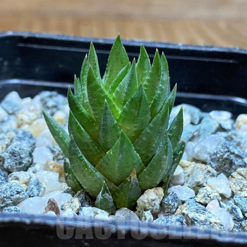 SH13796 Haworthia glauca v. herrei
