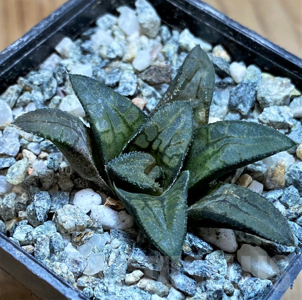 SH13797 Haworthia ‘Makumaryu’ HCOX-25