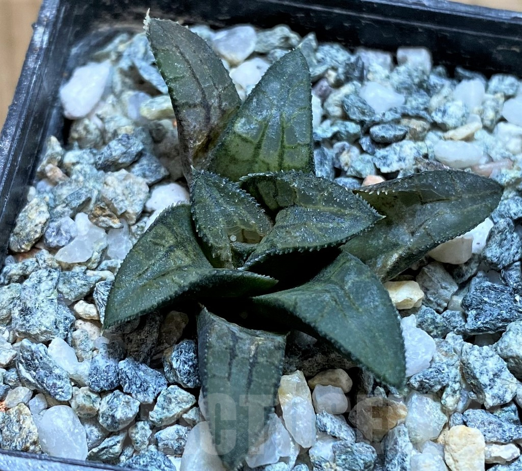 SH13797 Haworthia ‘Makumaryu’ HCOX-25 - immagine 2