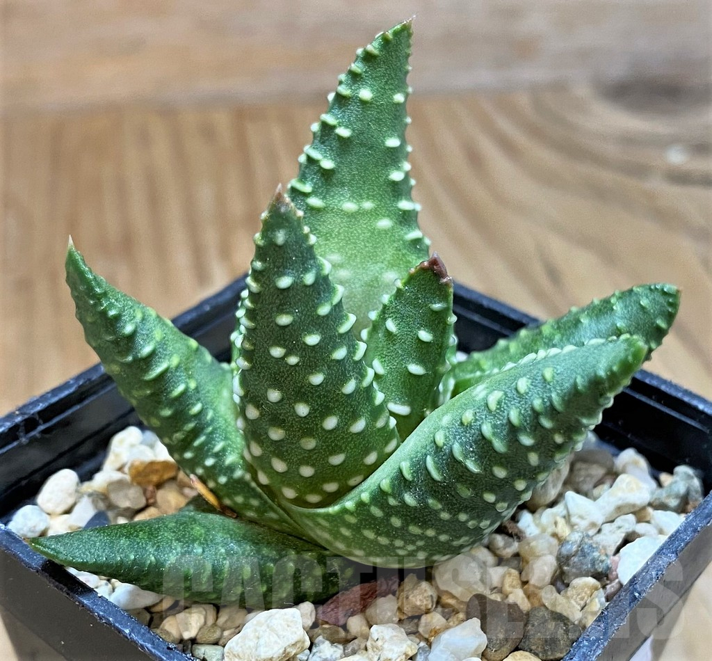 SH13798 Haworthia maxima