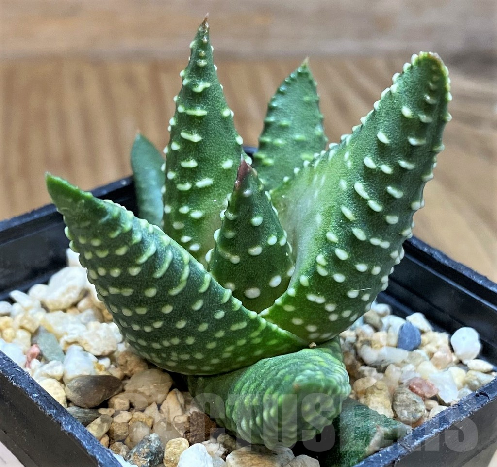 SH13798 Haworthia maxima – Image 2