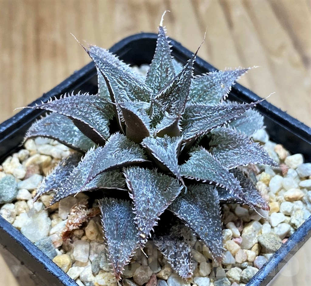 SH13800 Haworthia wimii hybrid