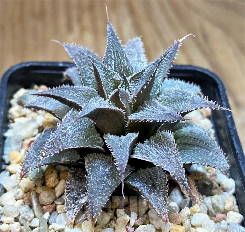 SH13800 Haworthia wimii hybrid – Bild 2
