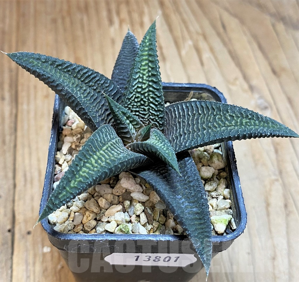 SH13801 Haworthia limifolia v. striata x koelmaniorum