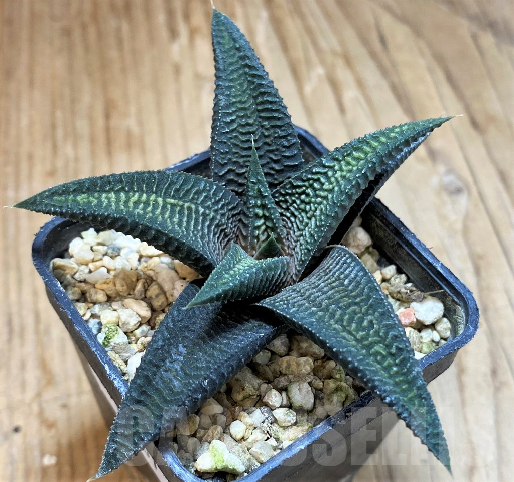 SH13801 Haworthia limifolia v. striata x koelmaniorum - 画像 (2)