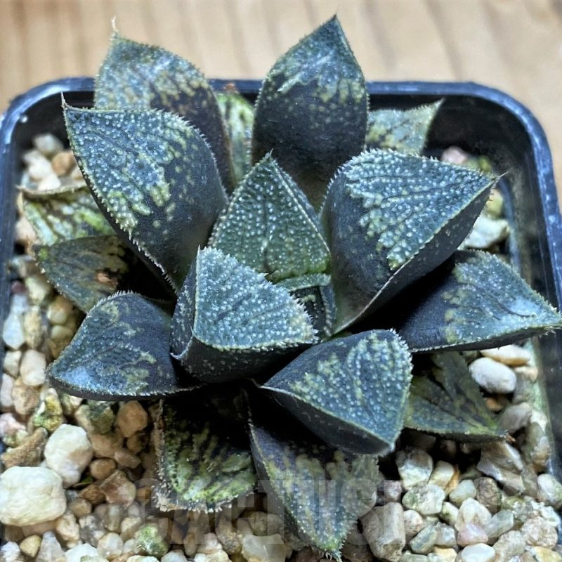 SH13802 Haworthia 'Kegazato' hybrid