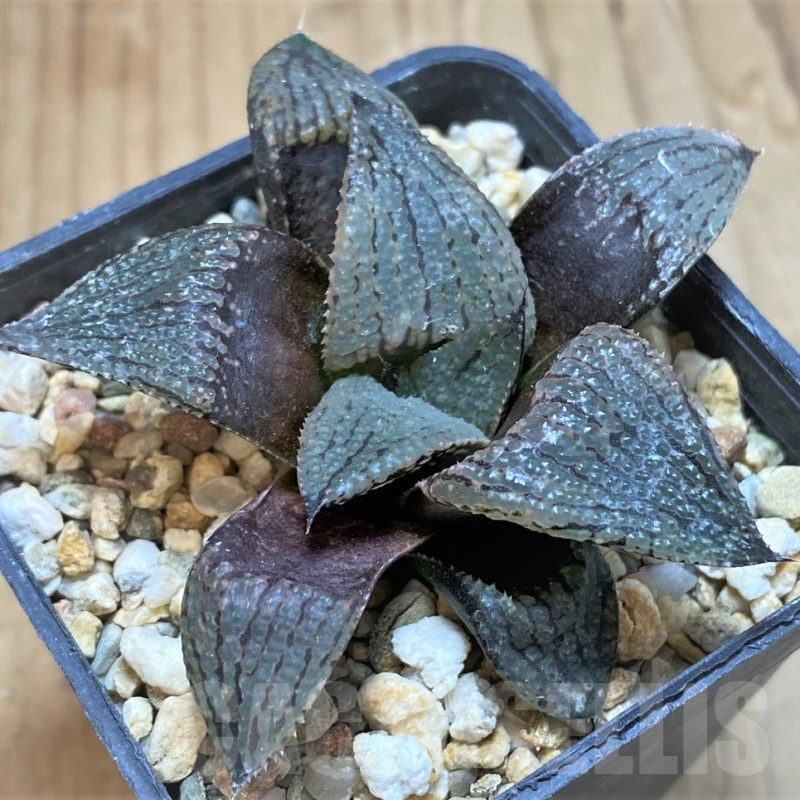 SH13803 Haworthia atrofusca hybrid
