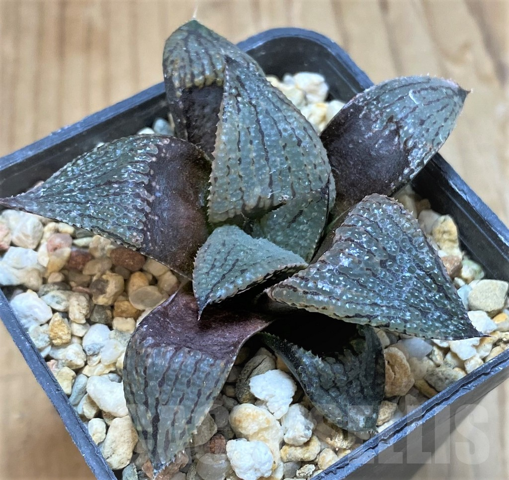 SH13803 Haworthia atrofusca hybrid