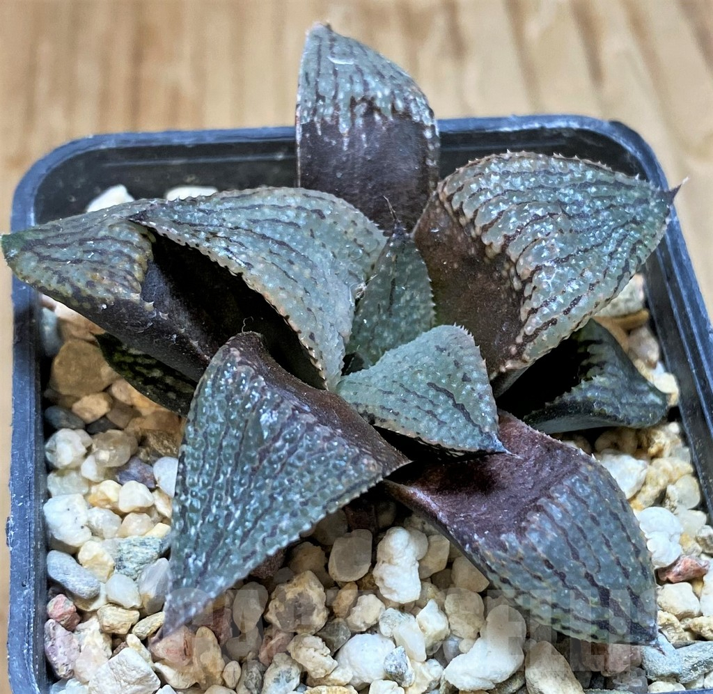 SH13803 Haworthia atrofusca hybrid - Image 2