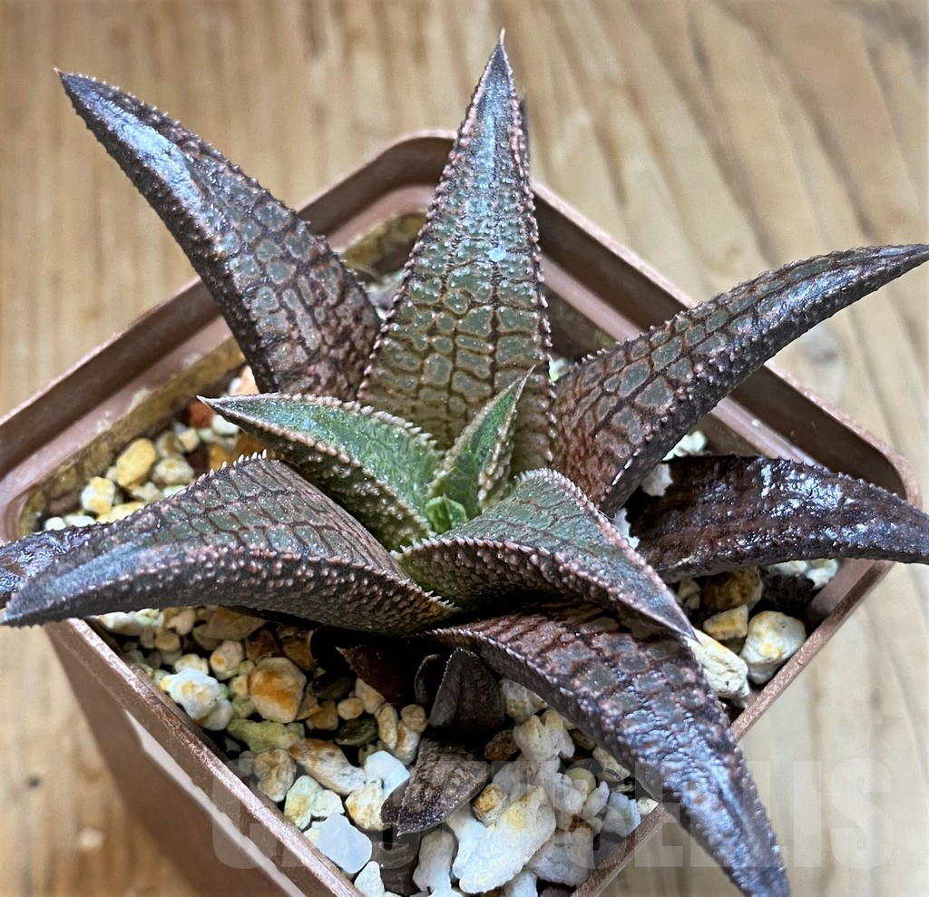 SH13805 Haworthia koelmaniorum 'Dragon King' - Image 2