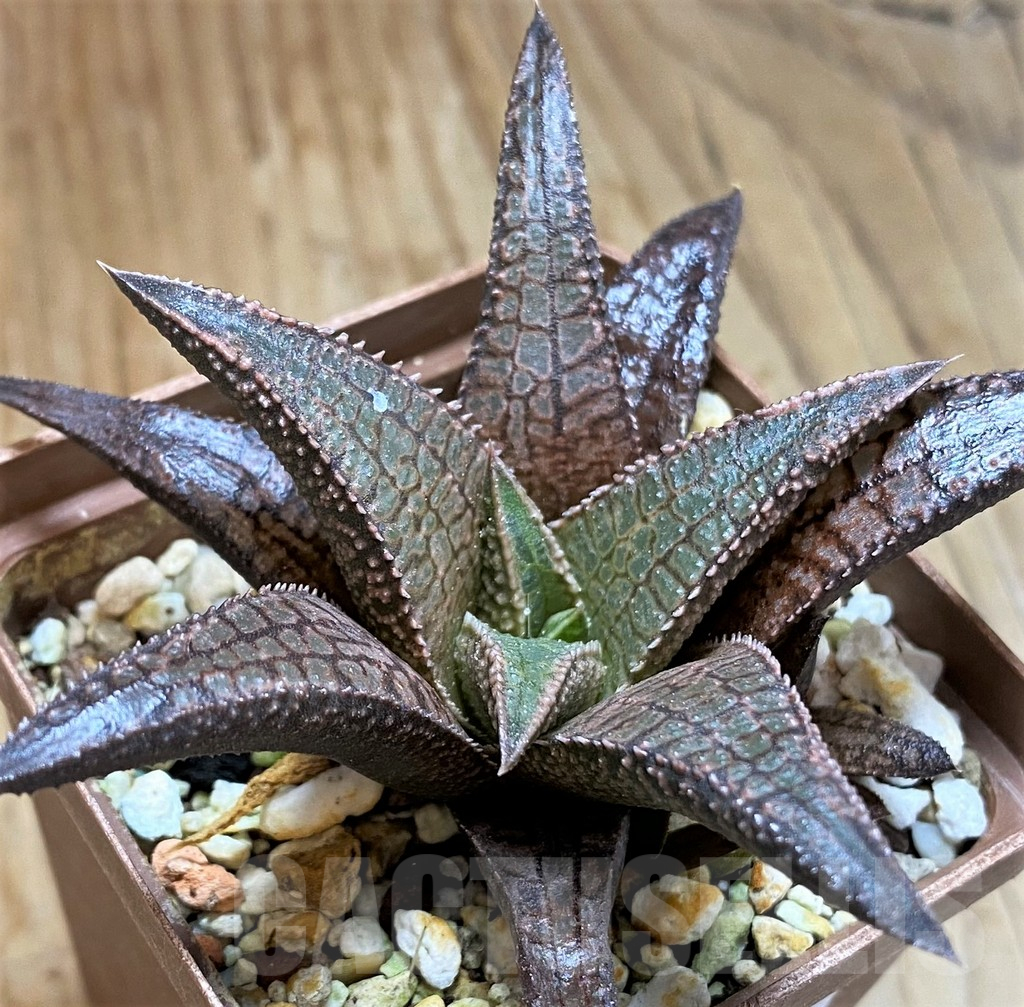SH13805 Haworthia koelmaniorum 'Dragon King'