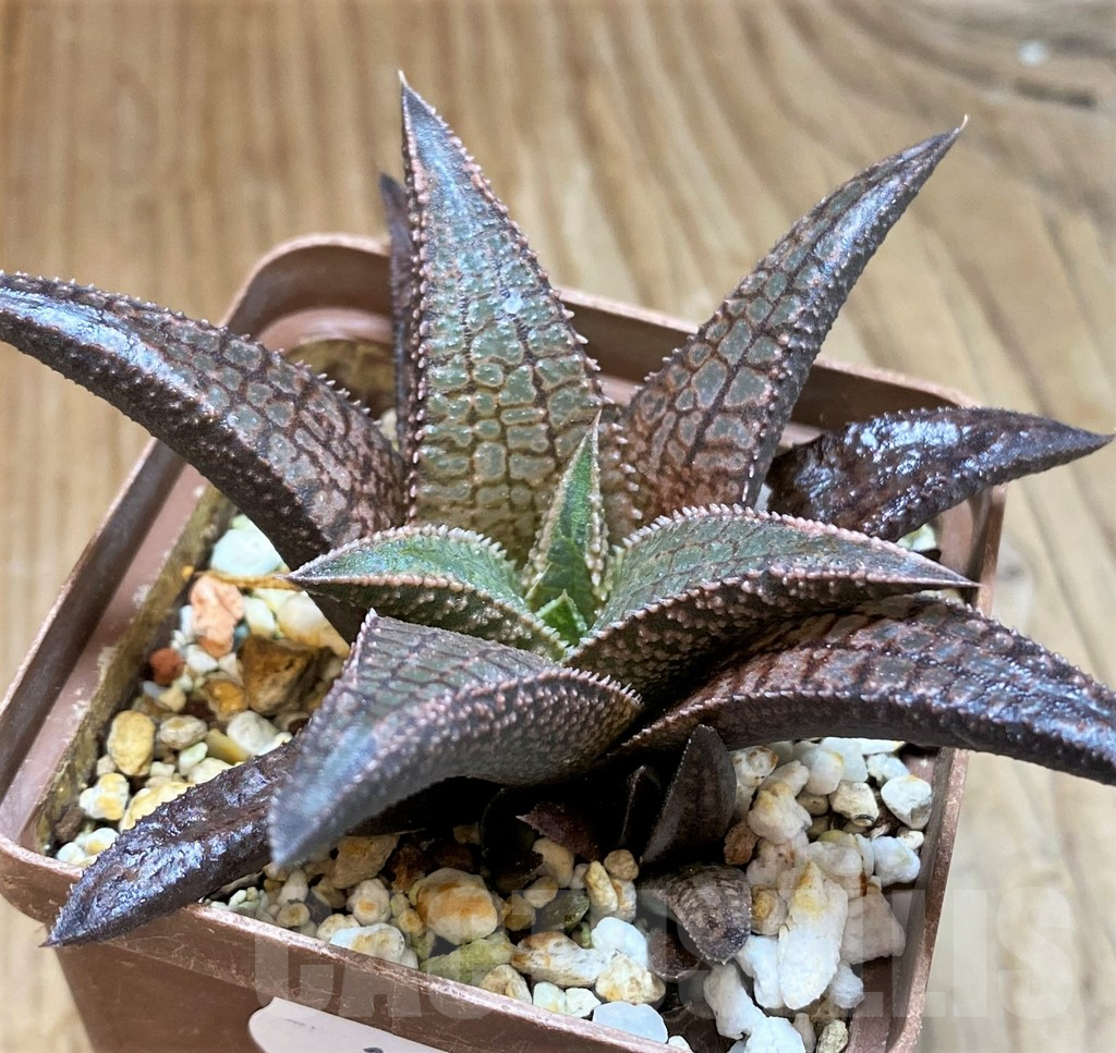 SH13805 Haworthia koelmaniorum 'Dragon King' - Image 3