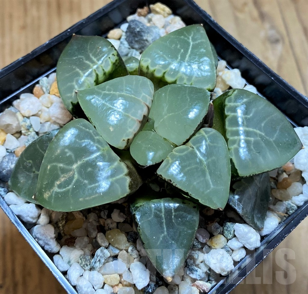 SH13806 Haworthia bayeri ‘Moonlight’ - immagine 2