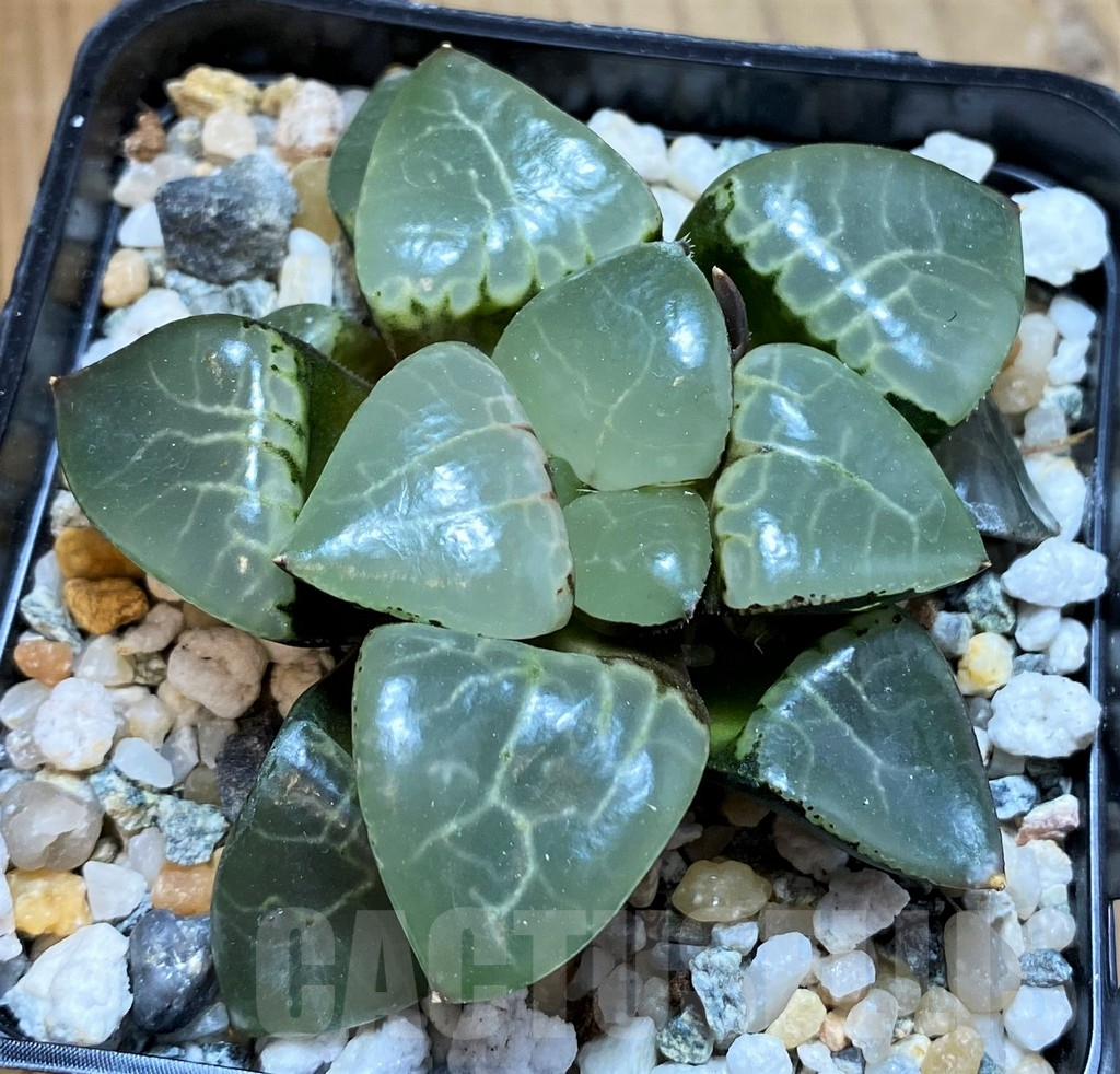 SH13806 Haworthia bayeri ‘Moonlight’