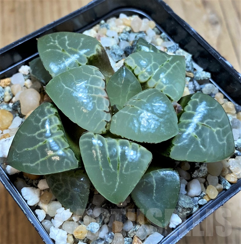 SH13807 Haworthia bayeri ‘Moonlight’